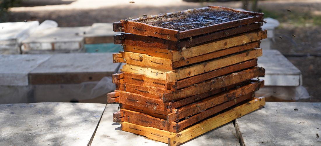 ‘This is an Edible Gold’: Advanced Beekeeping