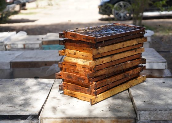 ‘This is an Edible Gold’: Advanced Beekeeping