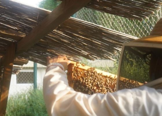 هذا ذهبٌ يُؤكل”: ورشات تعليمية “