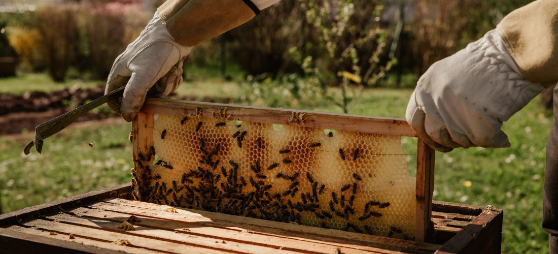 ‘This is an Edible Gold’