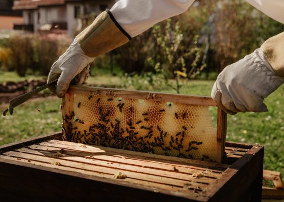 ‘This is an Edible Gold’