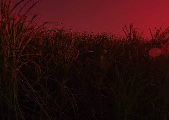 ‘Staple: What’s on your plate?’