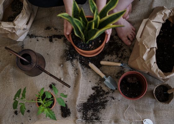 اغرس طبقك” ورشة زراعة للأطفال”