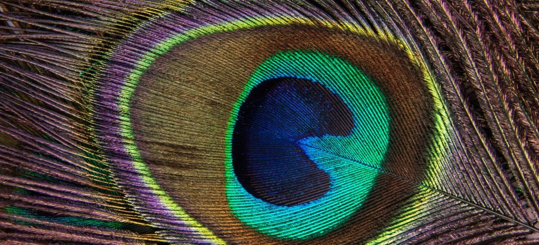 من خلال عيون الطبيعة مع بيوميمكري العربية