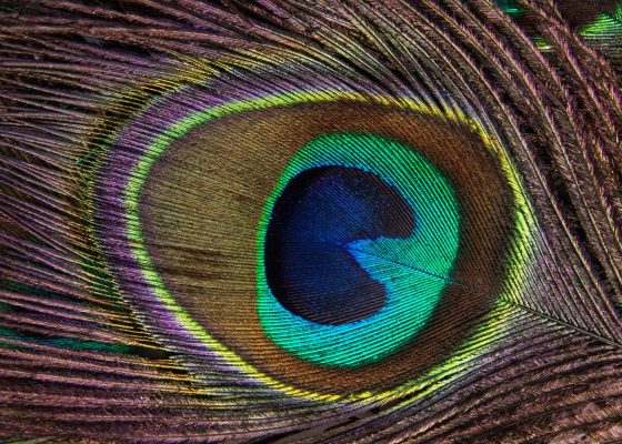 Through Nature’s Eyes with Biomimicry Arabia