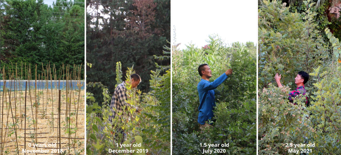 The Midorization Project