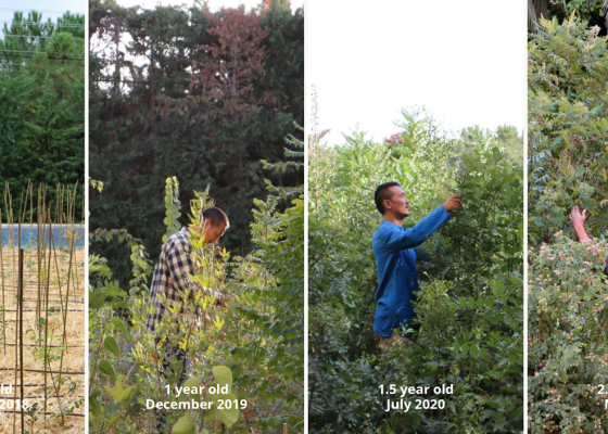 The Midorization Project