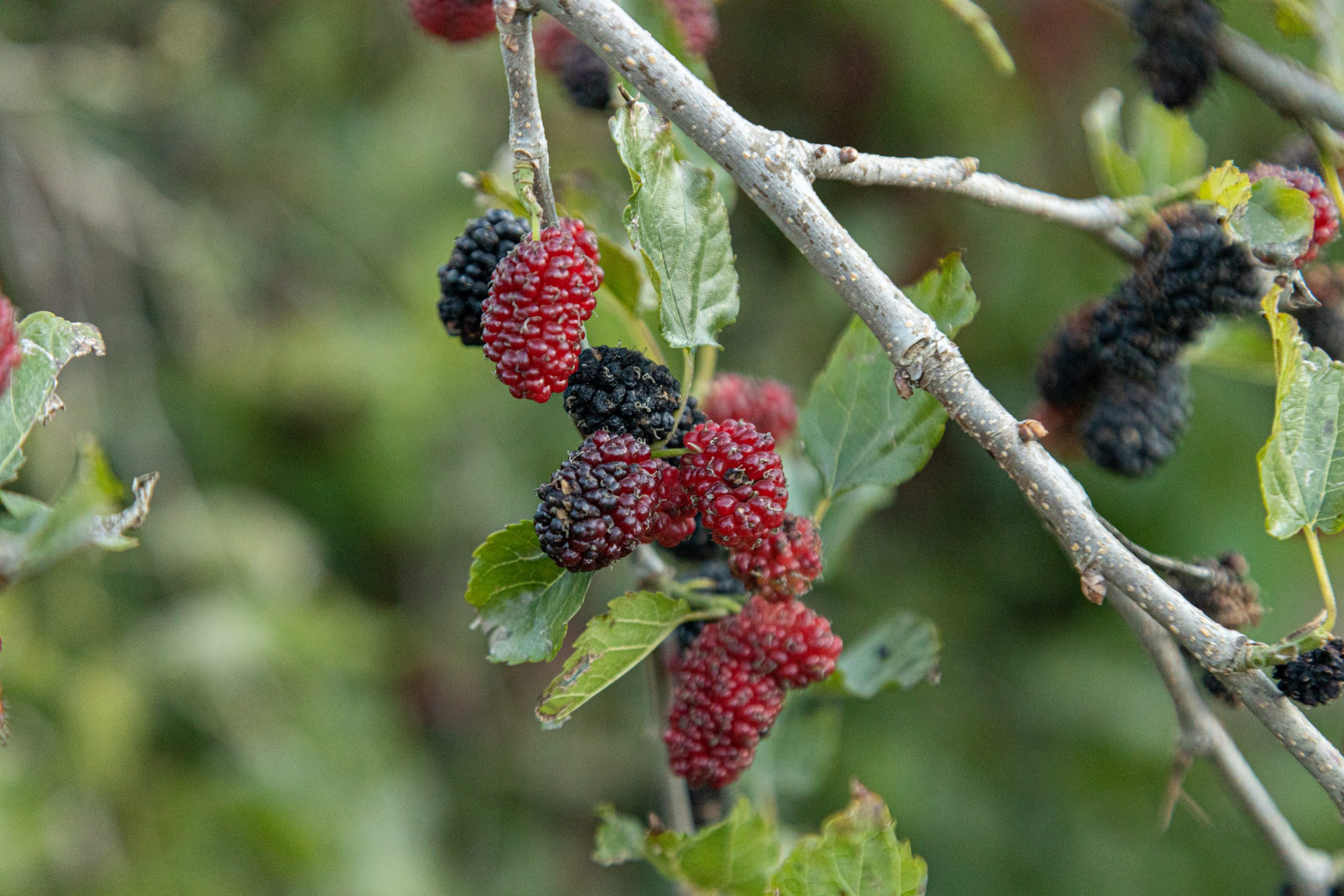 Local Farm Trip: An Art Jameel and Azka Farms Collaboration