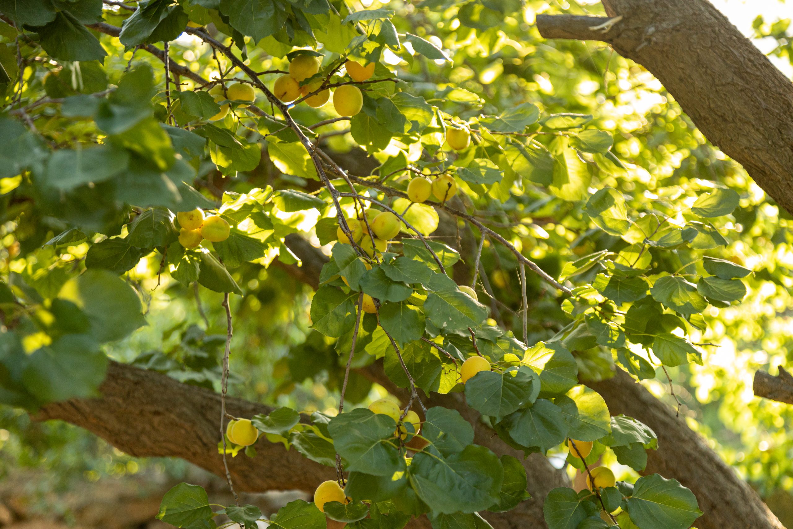 Local Farm Trip: An Art Jameel and Azka Farms Collaboration