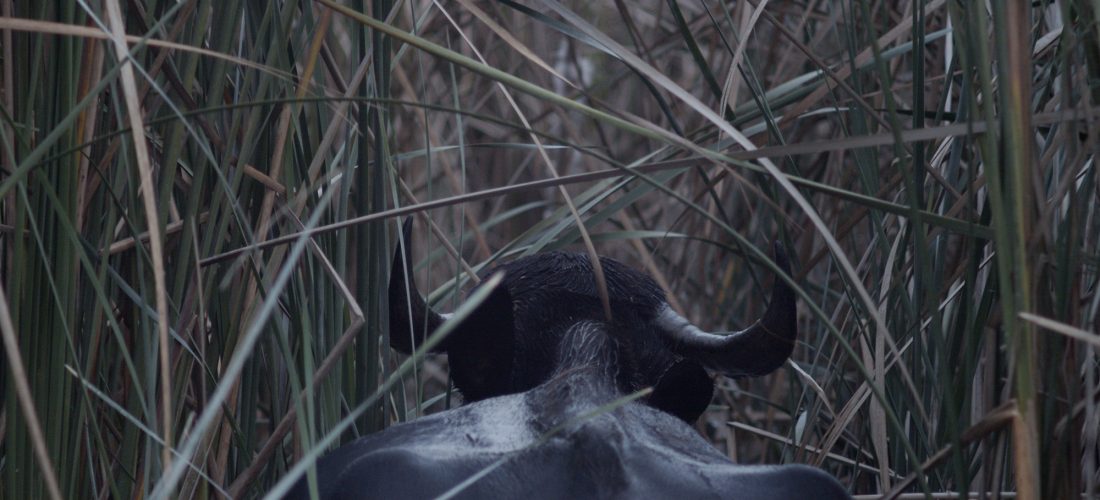 Jameel Prize: Moving Images Opening Night Discussion