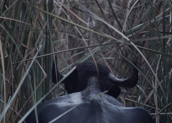 جائزة جميل: الصور المتحركة حوار ليلة الافتتاح