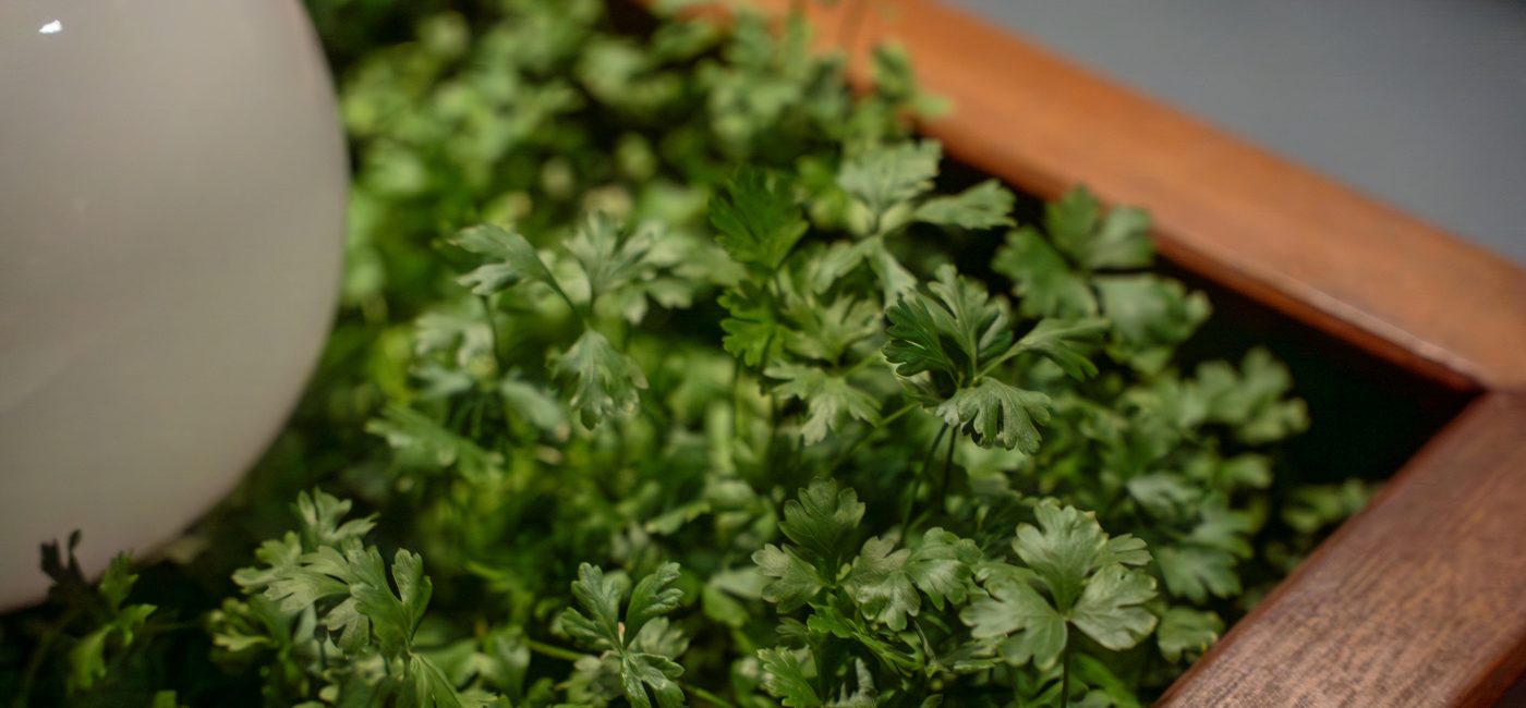 Community Garden | From Soil to Seed: Basics to growing your own plants with Sara Alsayed
