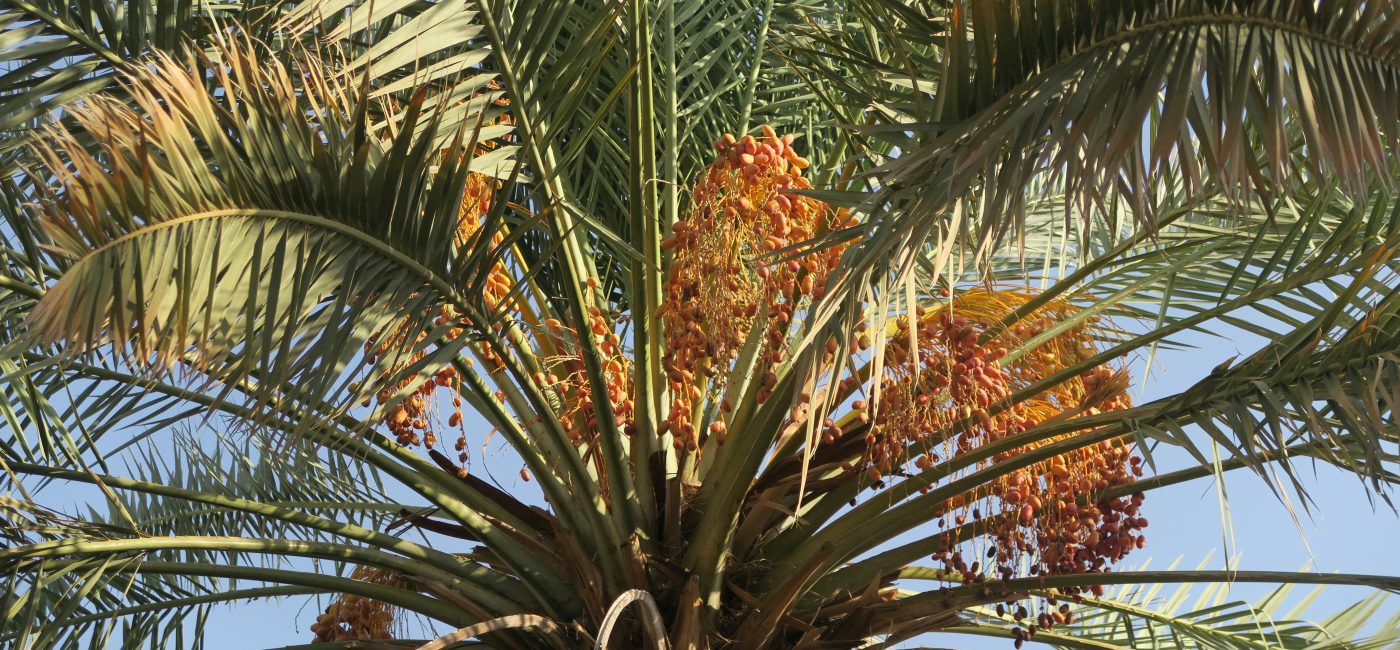 Azka Farmers Market: Dates Edition