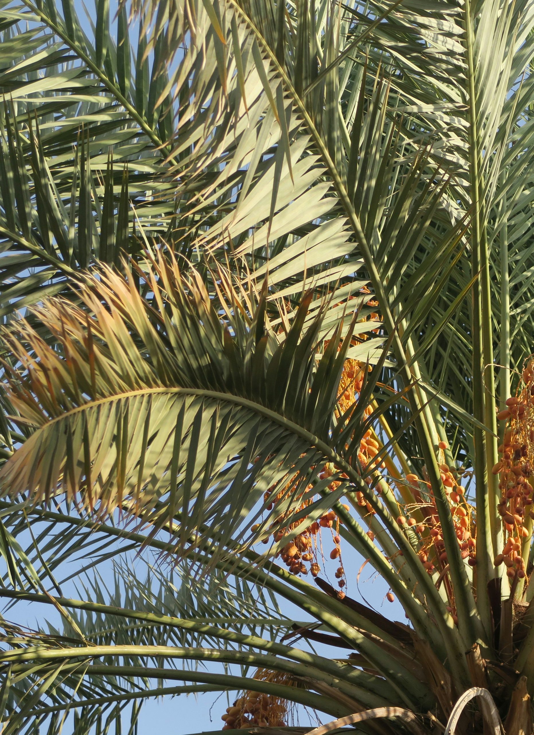 https://hayyjameel.org/wp-content/uploads/2026/08/ekrem-osmanoglu-JG_ulueyzmk-unsplash-scaled-aspect-ratio-400-550-1-scaled.jpg