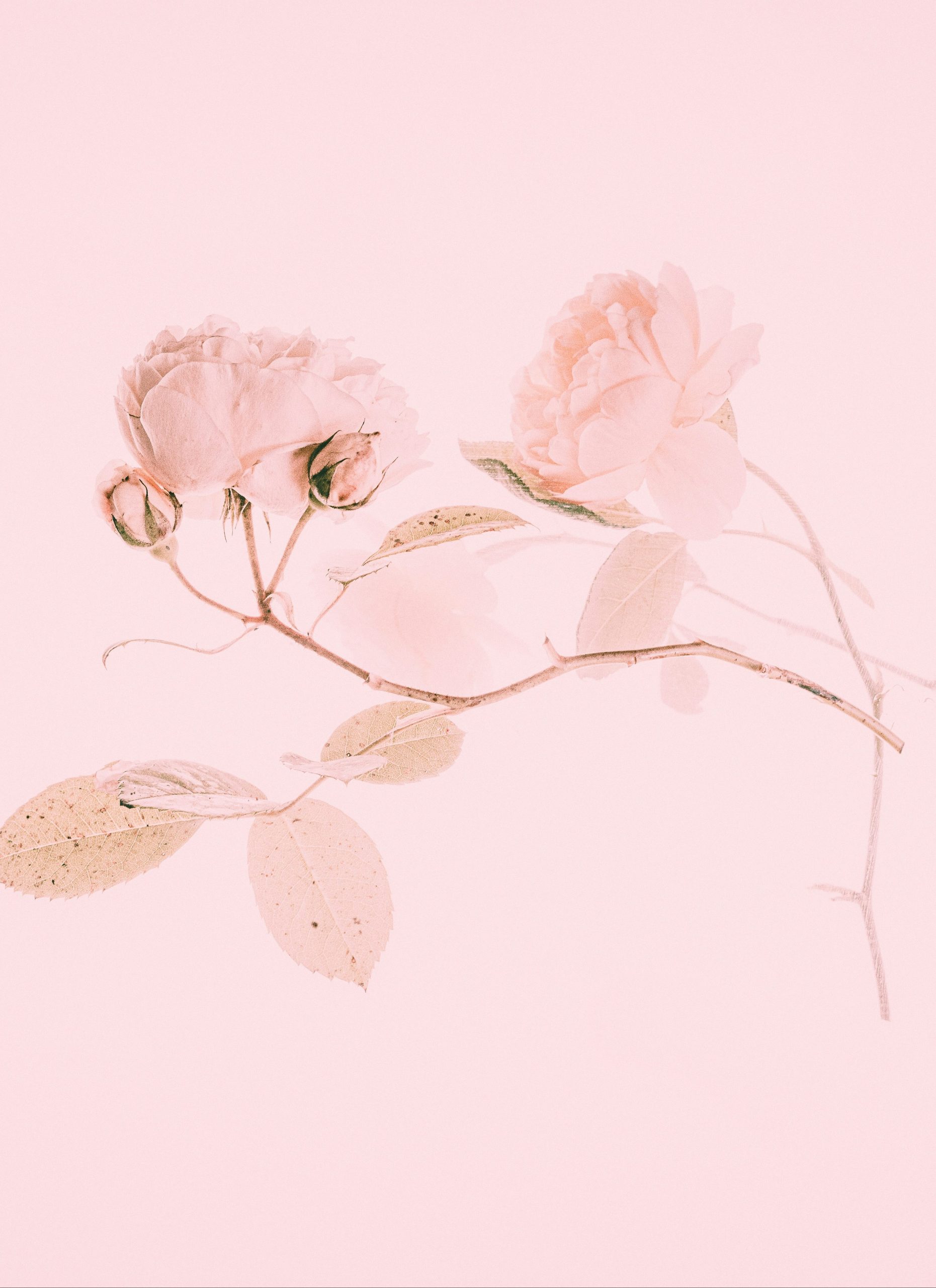 https://hayyjameel.org/wp-content/uploads/2026/09/annie-spratt-HB-Kf9WLy_0-unsplash-scaled-aspect-ratio-400-550-1-scaled.jpg