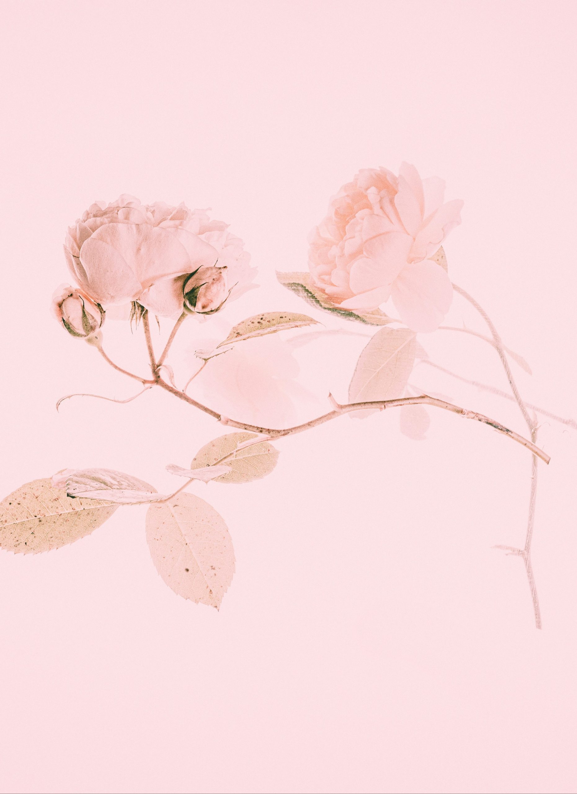 https://hayyjameel.org/wp-content/uploads/2026/09/annie-spratt-HB-Kf9WLy_0-unsplash-scaled-aspect-ratio-400-550-scaled.jpg